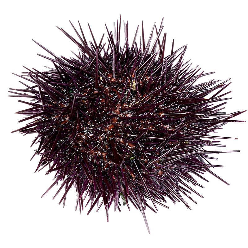 ERIZO DE MAR (8-12 p/kg) caja 2 kg