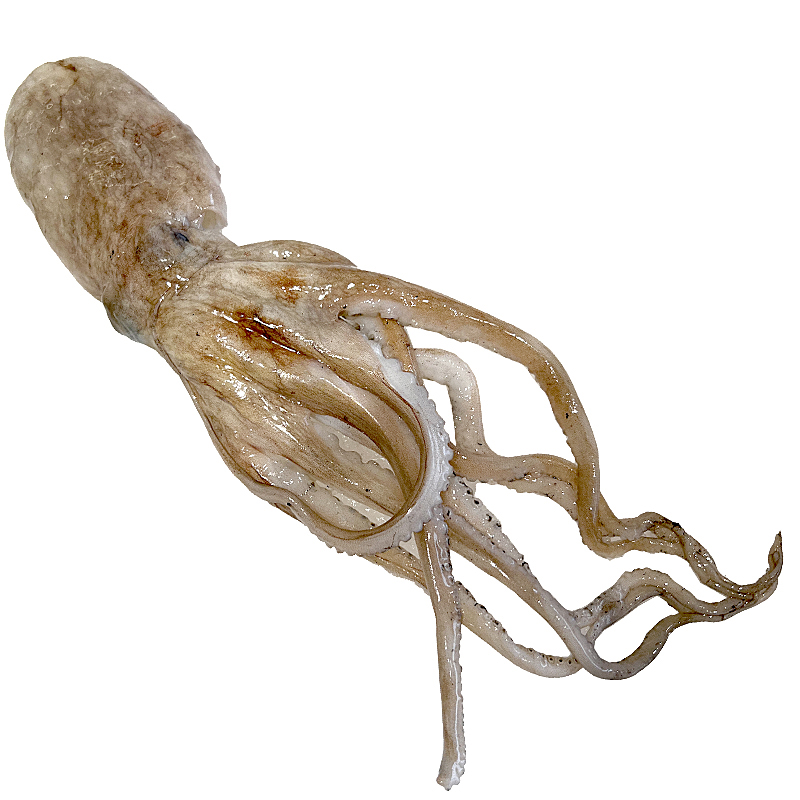 POP PLANXA (3-5un/kg) 3kg/ca