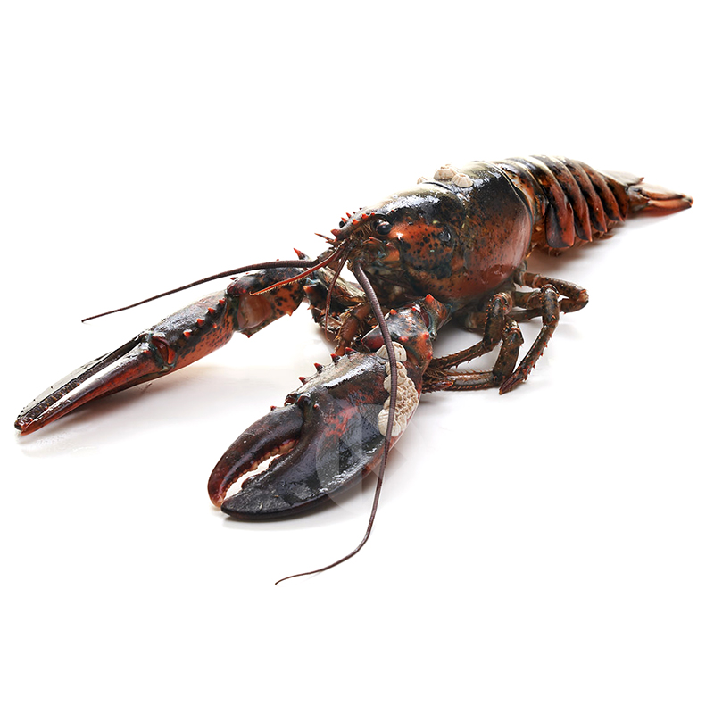 BOGAVANTE  QUARTER 550-650 Grs/Unidad