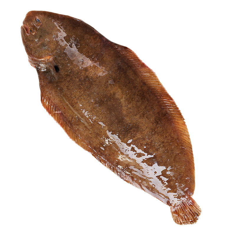 Lenguado de vivero filetes