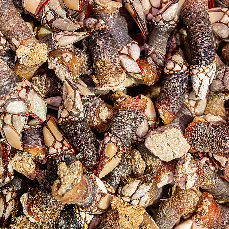 PERCEBES GRANDES 90-110 p/kg APROX. 