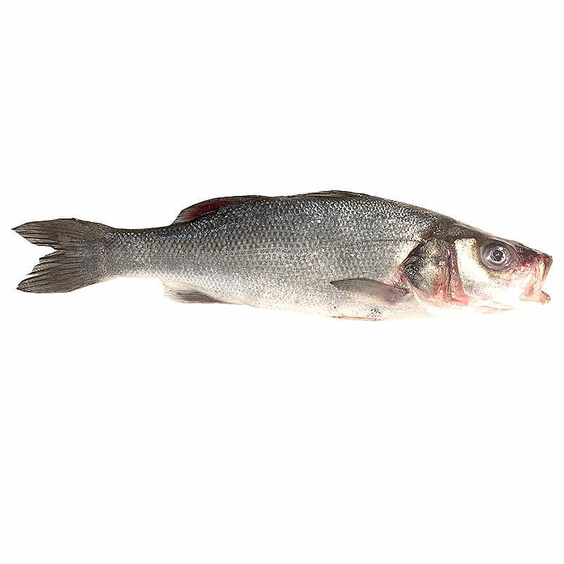 LLOBARRO DE VIVER (1,5-2 kg peça)