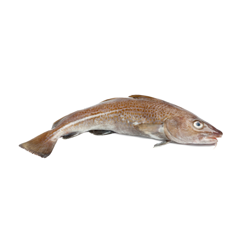 BACALLÀ SENCER (1-2 kg) 5kg/ca