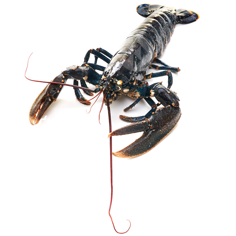 BOGAVANTE AZUL (EUROPEO) 2-3 KG/UN