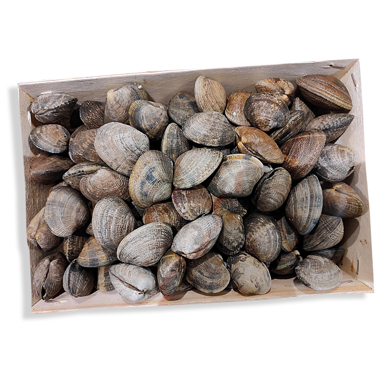 CLOÏSSA SALVATGE JAPONICA 60/70 (Caixa 2 kg aprox)