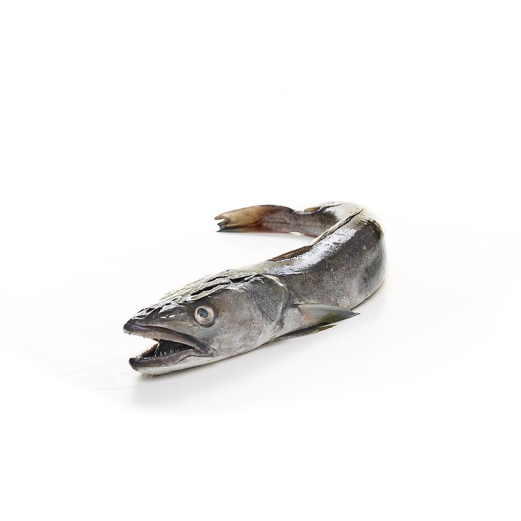 MERLUZA DE VOLANTA/ARRASTRE ENTERA (2-3 kg pieza)