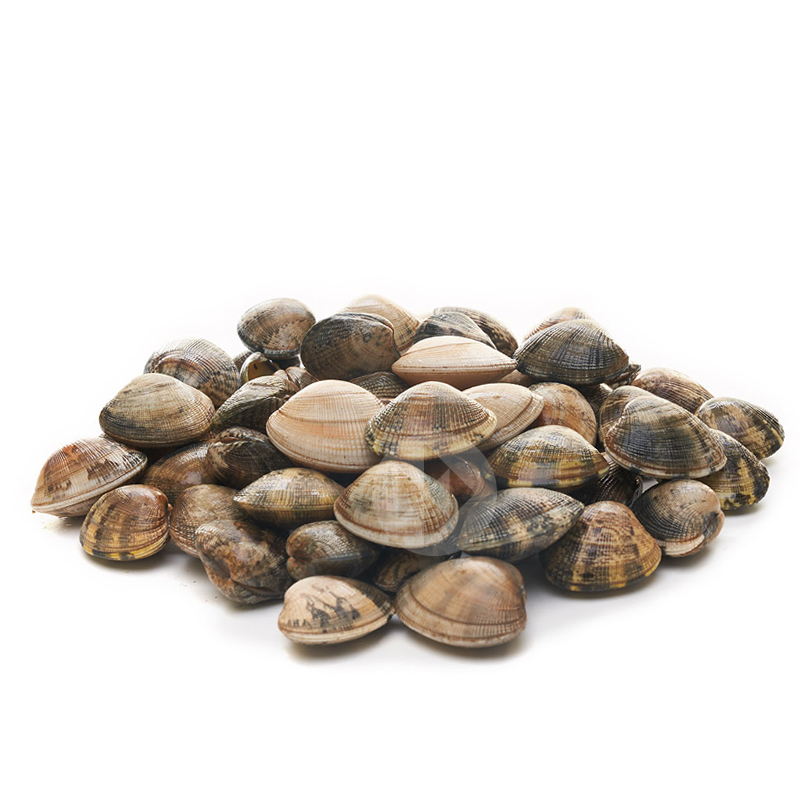 ALMEJA JAPÓNICA (70-90 p/kg) FRANCESA MALLA 2Kg Aprox.