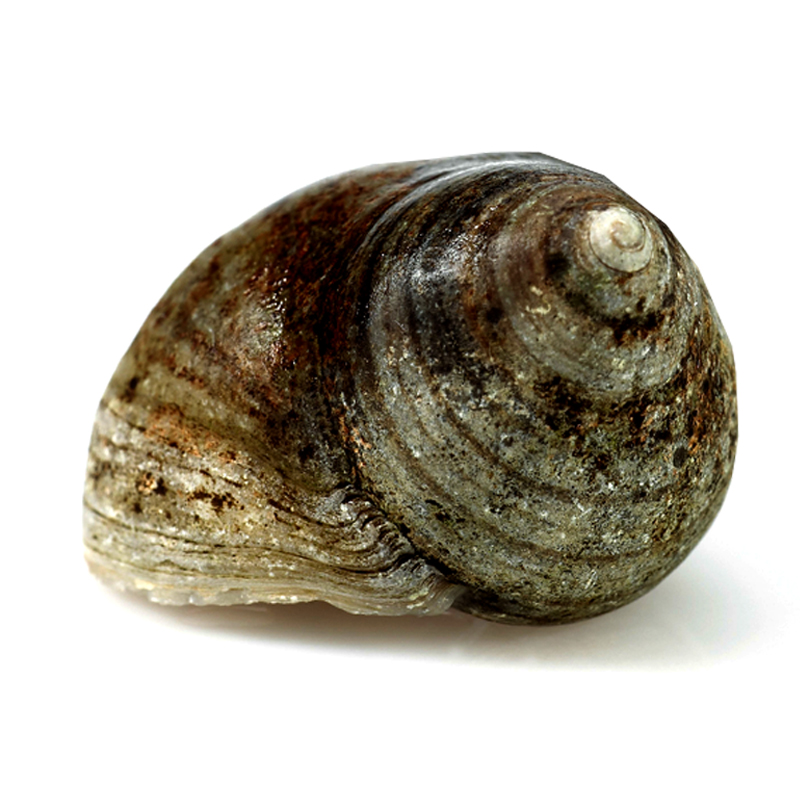 Cargolí negre (120-180 p/kg) aprox. 2D