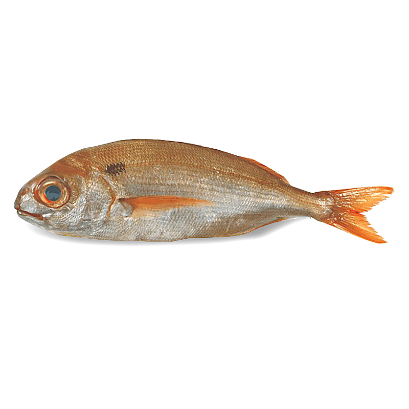 BESUGO SALVAJE (1-2  kg/un)
