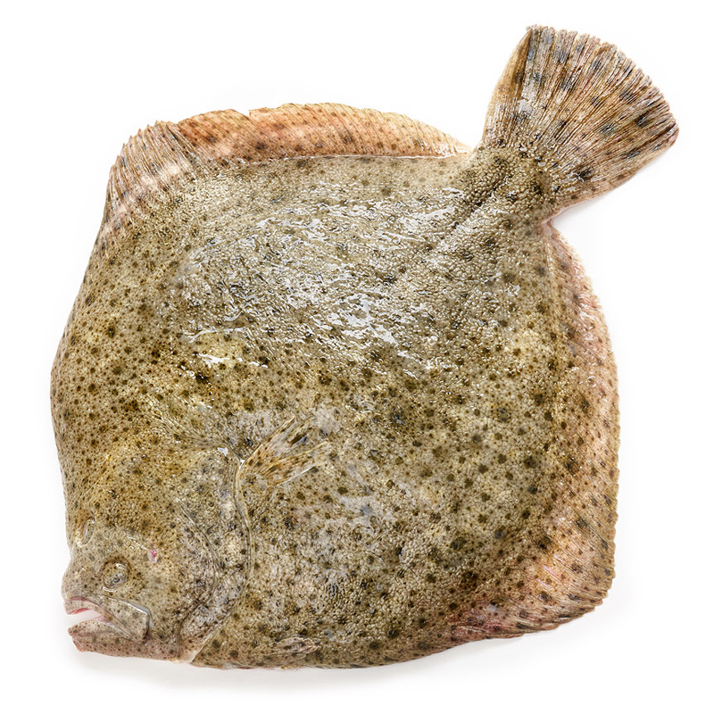 TURBOT DE VIVER (1,5-2 kg peça)