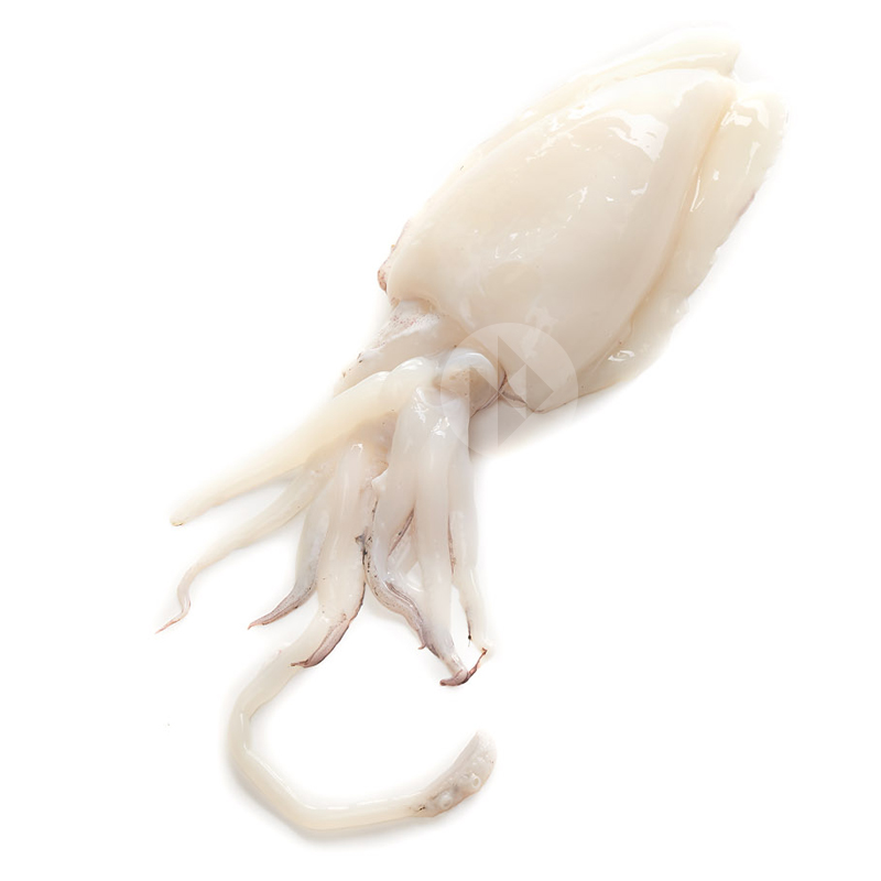 SEPIA LIMPIA MEDIANA 2-4P/K (3kg/c) RF