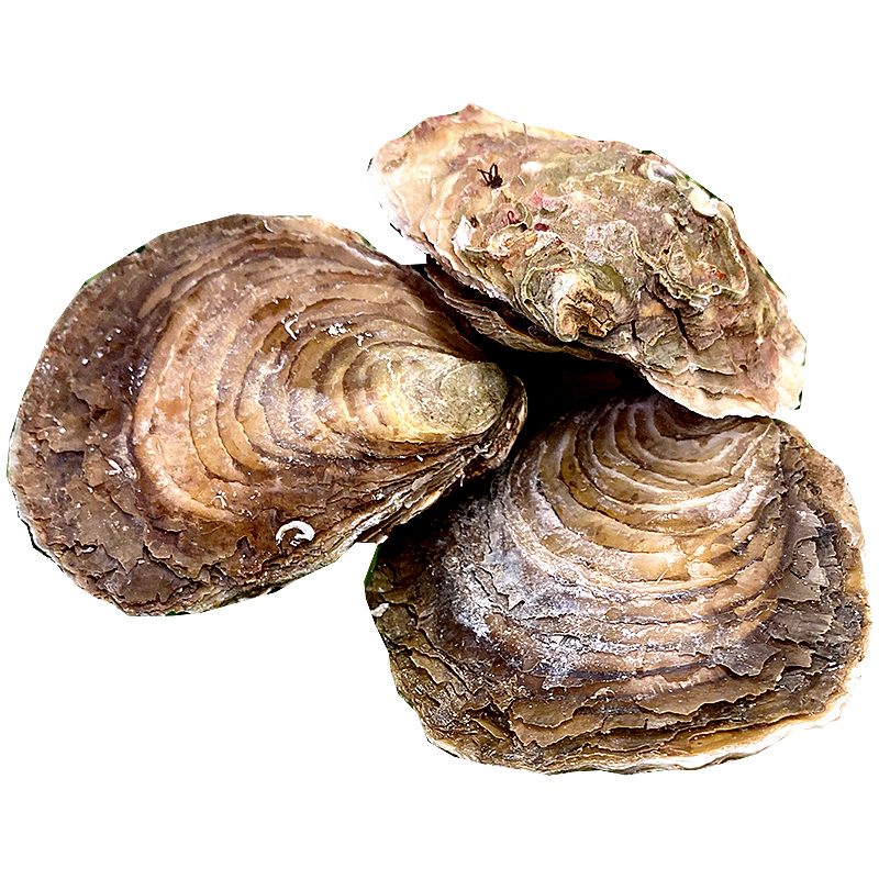 OSTRA FLOR MED. 12un (6-7 cm)