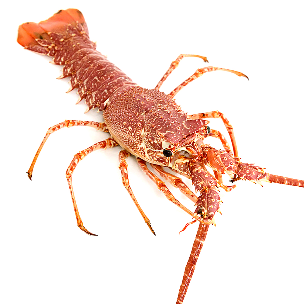 LLAGOSTA VERMELLA 400-600 gr un