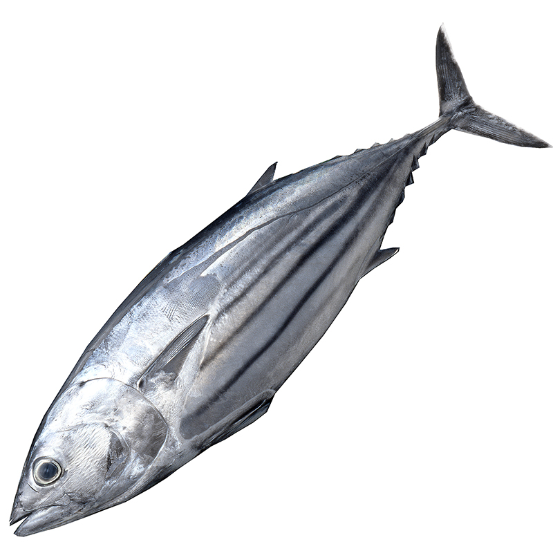 BONITO DE COSTA / NORTE 1-3 KG/UN 