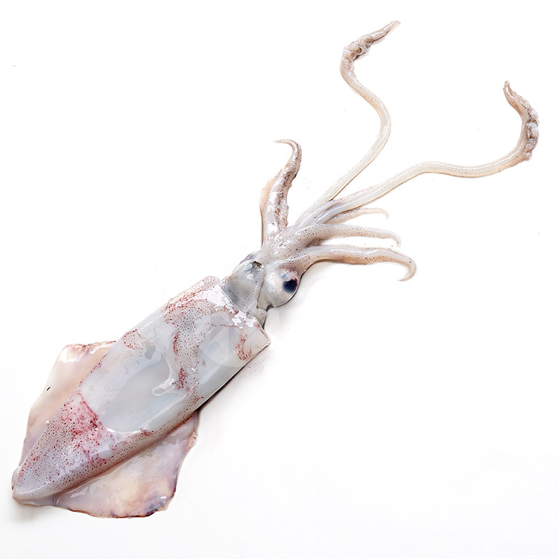 CALAMAR FRESC PETIT (100-300gr/un) 3kg/ca