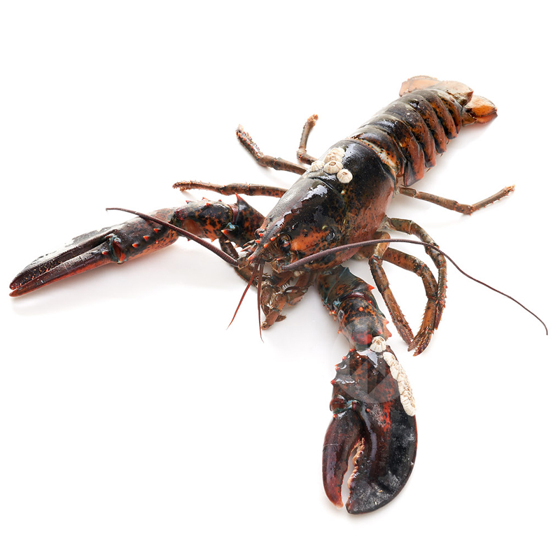 LLAMÀNTOL CHIX CANADÁ  400-550 gr/un