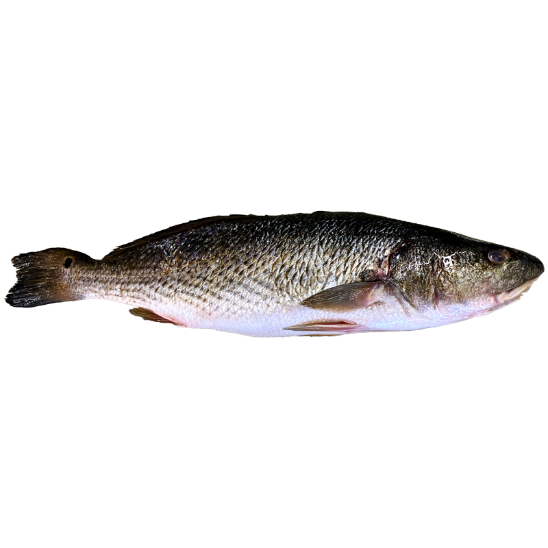 CORVINA DEL MEDITERRÁNEO, DE VIVERO (4-6 kg pieza)