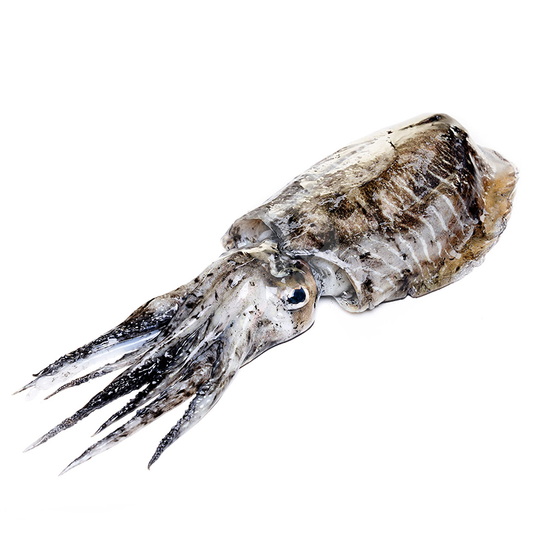 SÍPIA DE COSTA (300-500 g/un) 5kg/ca