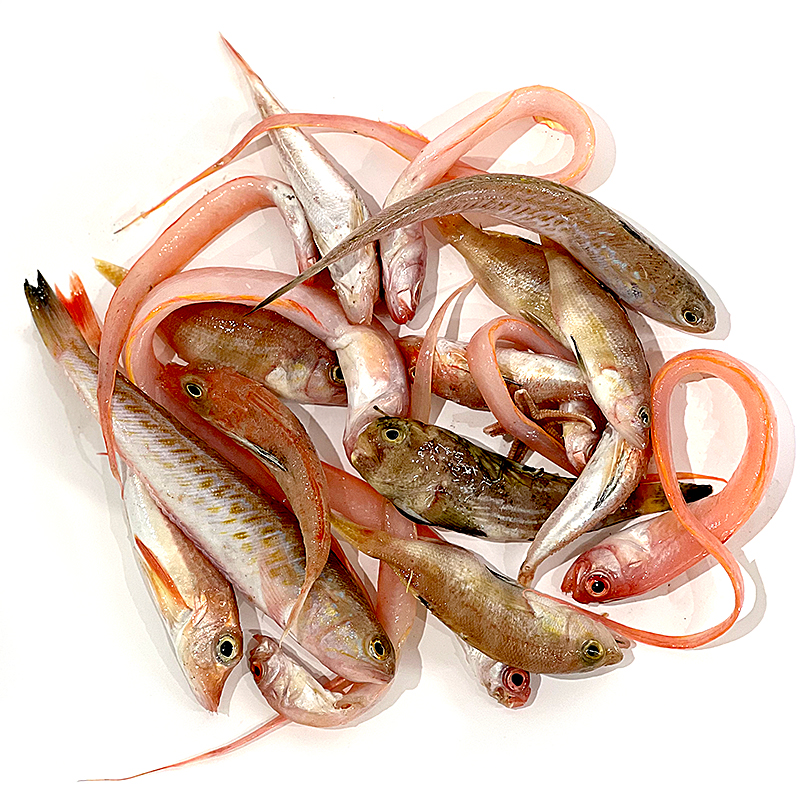 MORRALLA PARA SOPA DEL MEDITERRÁNEO (pescado pequeño) 6-7 kg/ca Aprox.