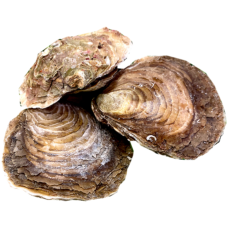 OSTRA ESPECIAL GRANDE 12 un (7-9 cm)