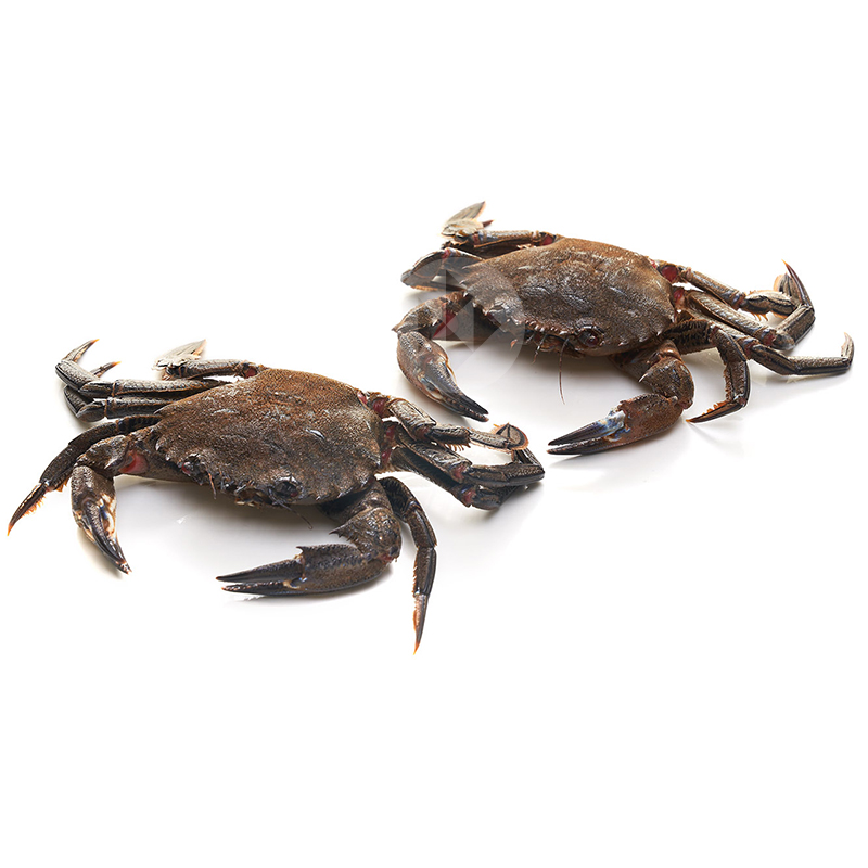 NÉCORAS (8-12p/kg) ca2/kg APROX.