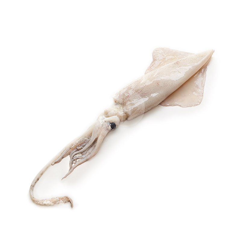 CALAMAR FRESCO GRANDE (500gr-1000gr pieza) 3kg/ca