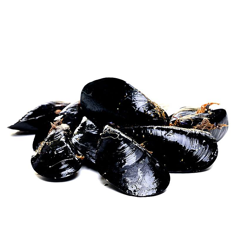 Musclo del Mediterrani (roca) 