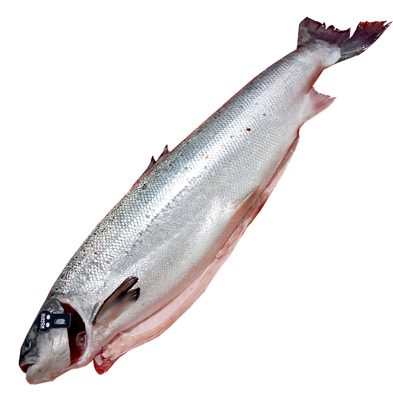 SALMÓN ENTERO 5-6 KG PIEZA ESPECIAL SELECCIÓN