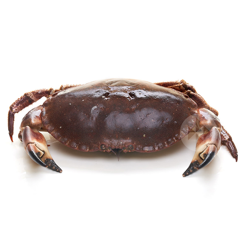 BOU DE MAR 500-700 gr/un