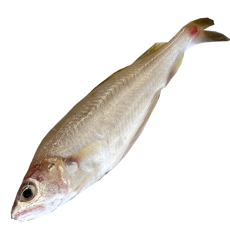 MOLLERETES DEL MEDITERRANI (20-30 peces quilo)