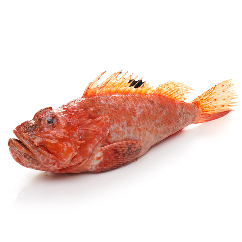 ESCÓRPORA (1-3 kg pieza)