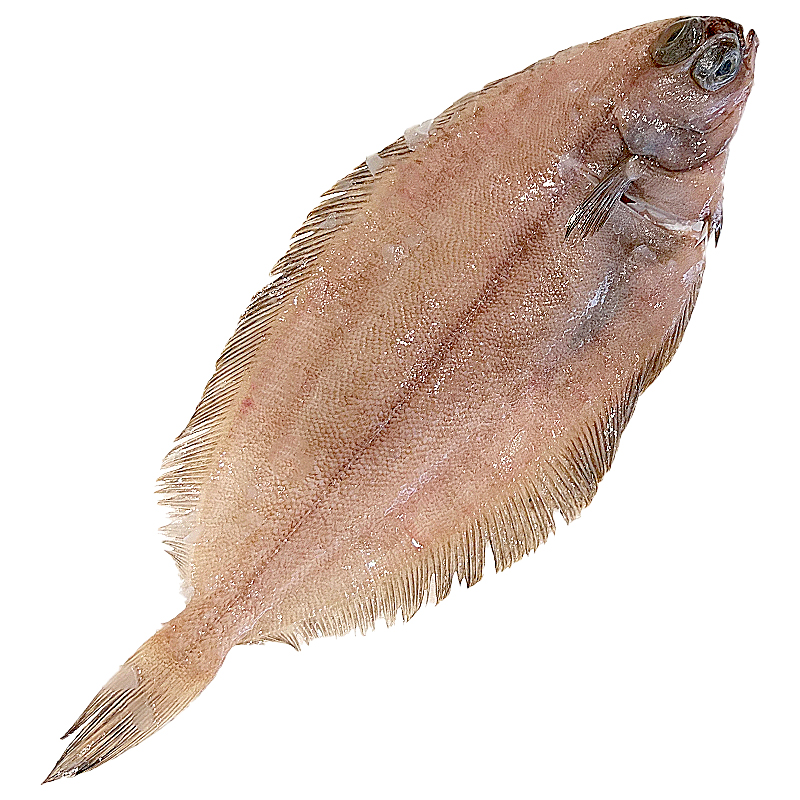 LENGUADINA GRANDE (200-400gr/u) 5k/ca