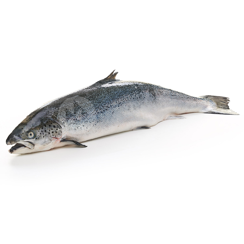 SALMÓN MEDIANO 3-5 Kg/u ENTERO