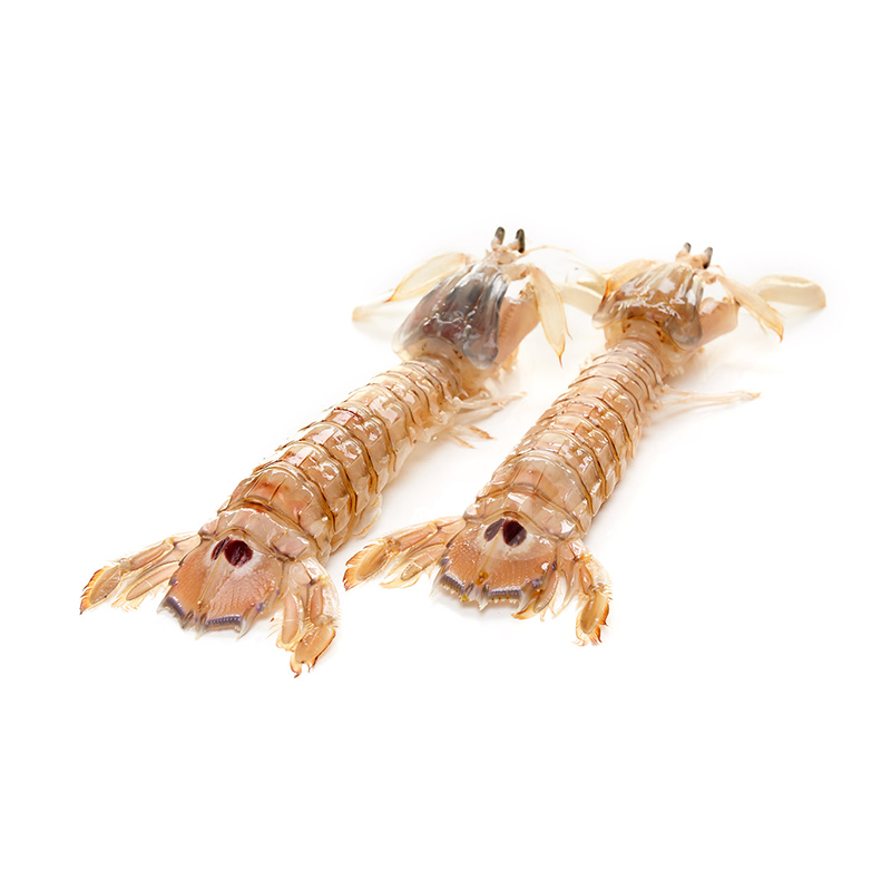 GALERA  FRESCA DEL MEDITERRANI 30-40 p/kg