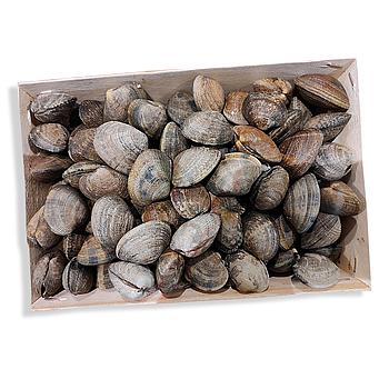 CLOÏSSA SALVATGE JAPONICA 60/70 (Caixa 2 kg aprox)
