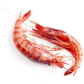 GAMBA GRANDE DEL MEDITERRANEO 20-30 U/kg. 