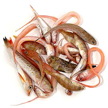 MORRALLA SOPA DEL MEDITERRANI pesc.peq.(6/7kg/ca)Aprox
