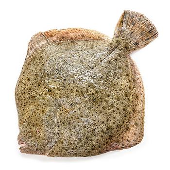 TURBOT VIVER  3-4 Kg/u