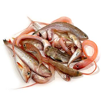 MORRALLA DEL MEDITERRANI PER FREGIR (40-50 peces quilo)