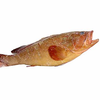 MERO ENTERO (1-3 kg pieza)
