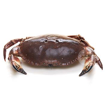 BUEY DE MAR 500-700 gr/un